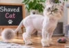 Shaved Cat Care: Comprehensive Guide to Grooming Benefits, Fur Regrowth, What Matters Most, and Pro Tips Shaved Cat