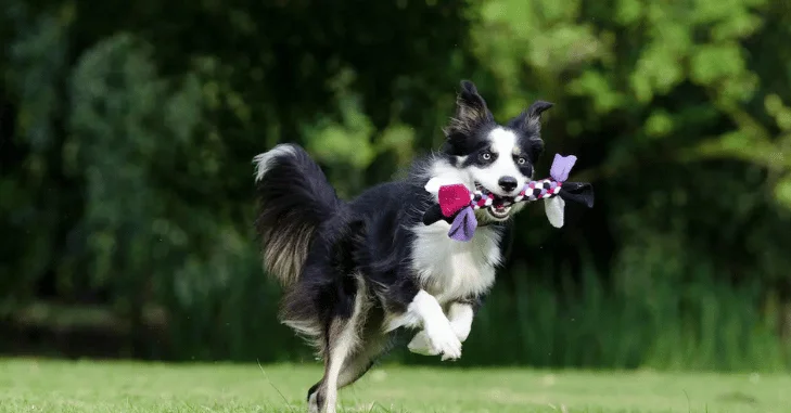 Use the Month to Support Shelter and Rescue Dogs